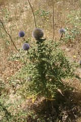 Echinops fontqueri (Echinops fontqueri)