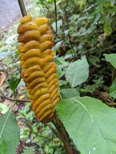 Rattlesnake Calathea (Calathea insignis)