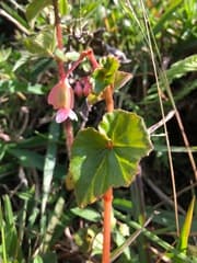 Begonia fischeri (Begonia fischeri)