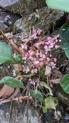 Begonia scutellata (Begonia scutellata)
