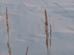 Arctic Grass (Arctagrostis)