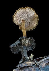 Pinecone Mushroom (Auriscalpium vulgare)