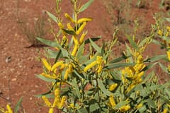 Desert Heart Bush (Acacia acradenia)