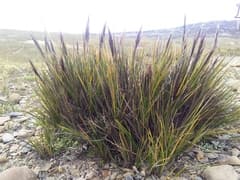 Needlegrass (Anatherostipa)