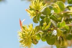 Round-leaved Star Creeper (Trichocalyx orbiculatus)