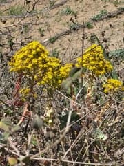Giant Velvet Rose (Aeonium gorgoneum)