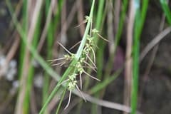 mouse-tail sedge (Carex myosurus)