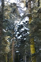 Bornmuller's Fir (Abies bornmuelleriana)