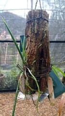 Orchid (Brassavola martiana)