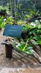 Sculpted Epidendrum (Epidendrum sculptum)