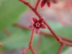Longjack (Eurycoma longifolia)