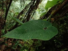 Flamingo Flower (Anthurium corrugatum)