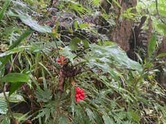 Chinese Evergreen (Aglaonema simplex)