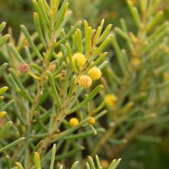 Emu Bush (Acacia nematophylla)
