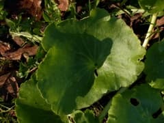 Yellow Navelwort (Umbilicus luteus)