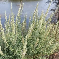 Catmint (Anisomeles)