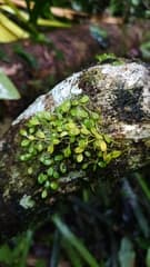 Restrepia polygonoides (Anathallis polygonoides)