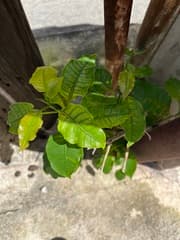 Strangler Fig (Ficus citrifolia)