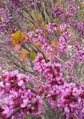 Griffith's redbud (Cercis griffithii)