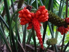 Panama hat palm (Carludovica)