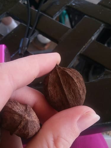 Shellbark Hickory (Carya laciniosa)