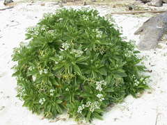 Coral Plant (Heliotropium foertherianum)