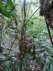 Parlor Palm (Chamaedorea)