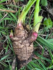 Peruvian Parsnip (Arracacia xanthorrhiza)