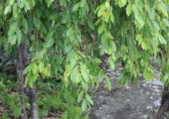 Wild Bean (Diplorhynchus psilopus)