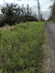 King grass (Ischaemum polystachyum)