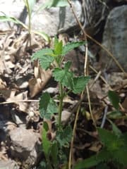 Hyssop (Agastache)