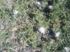 Euploca humilis (Euploca humilis)
