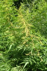 False Hemp (Datisca cannabina)