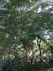 Western hackberry (Celtis gomphophylla)