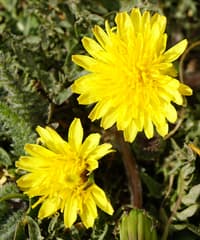 Dandelion (Taraxacum sect. Taraxacum)