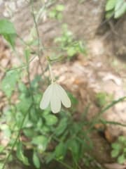 Snakeweed (Rhinacanthus)
