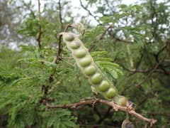 Bentham's Wattle (Acacia benthamii)