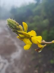 Adenocarpus (Adenocarpus)