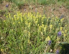 Desert Alyssum (Alyssum desertorum)