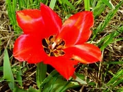 Tulipa affinis (Tulipa affinis)