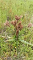 Cyperus multifolius (Cyperus multifolius)