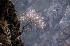 Buchara cherry (Prunus bucharica)