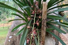 Bicolor Cymbidium (Cymbidium bicolor)