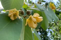 Uvaria dulcis (Uvaria dulcis)
