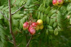 Cornelian Cherry (Cormus domestica)
