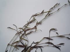 Cretaceous knotweed (Polygonum cretaceum)