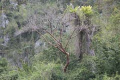 Gumbo-limbo (Bursera simaruba)