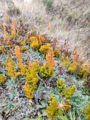 Alpine Clubmoss (Austrolycopodium fastigiatum)