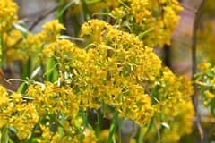 Barkleyanthus (Barkleyanthus)