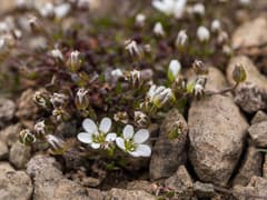 Norwegian Sandwort (Arenaria norvegica)